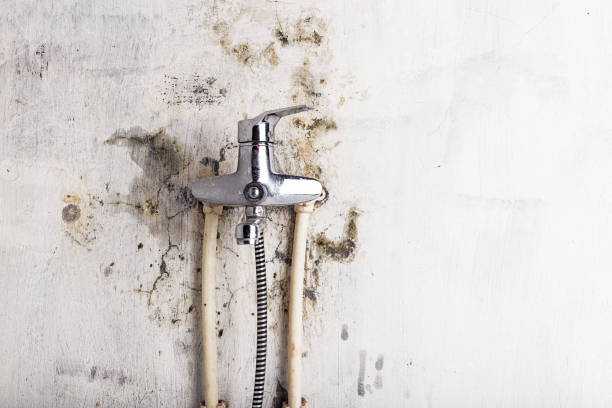 Best Certified Mold Removal  in Nemacolin, PA