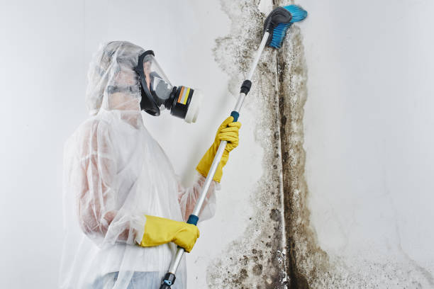 Best Crawl Space Mold Removal  in Nemacolin, PA