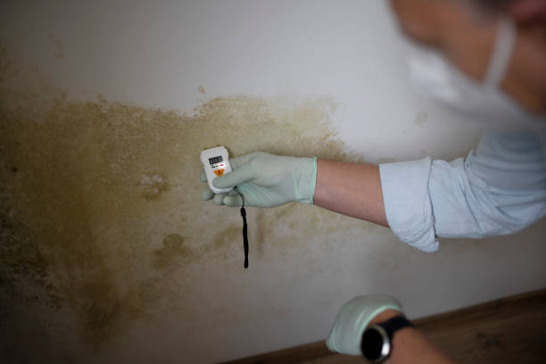 Best Certified Mold Removal  in Nemacolin, PA