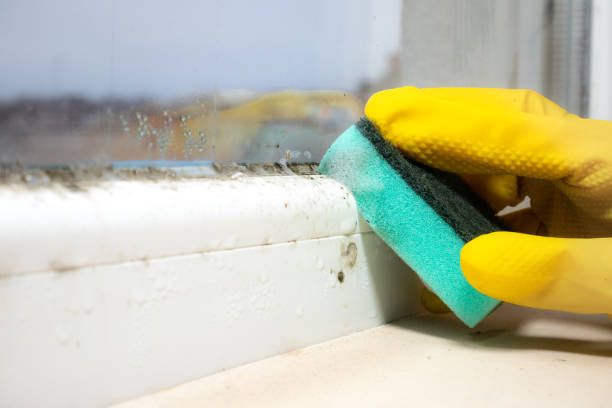 Best Mold Removal Near Me  in Nemacolin, PA
