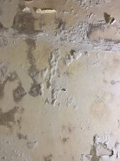 Best Mold Testing  in Nemacolin, PA