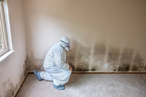 Best Mold Damage Repair  in Nemacolin, PA
