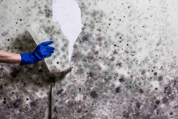 Best Mold Cleaning Services  in Nemacolin, PA