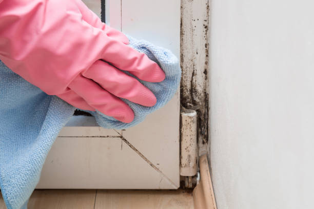 Best Local Mold Removal Service  in Nemacolin, PA