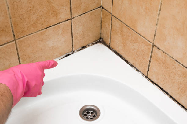 Best Same-Day Mold Removal  in Nemacolin, PA